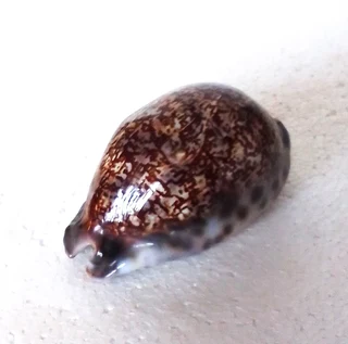 Polished Cypraea Immanis Cowrie Shell