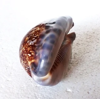 Polished Cypraea Immanis Cowrie Shell