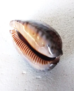 Polished Cypraea Arabica Immanis Cowrie Shell