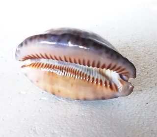 Polished Cypraea Arabica Immanis Cowrie Shell
