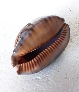 Polished Cypraea Arabica Immanis Cowrie Shell