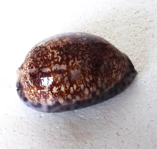Polished Cypraea Arabica Immanis Cowrie Shell