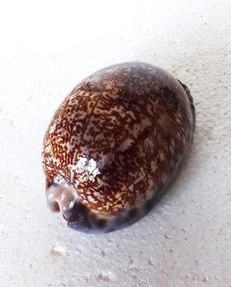 Polished Cypraea Arabica Immanis Cowrie Shell