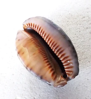 Polished Cypraea Arabica Immanis Cowrie Shell