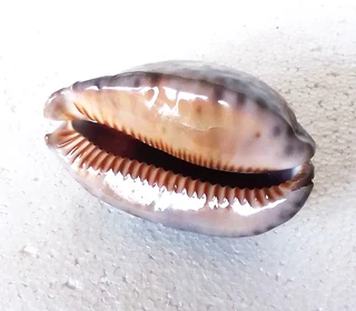 Polished Cypraea Arabica Immanis Cowrie Shell