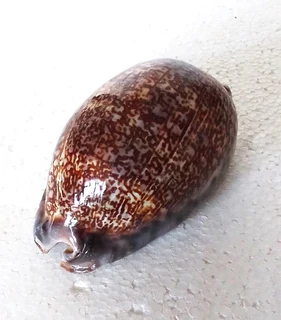 Polished Cypraea Arabica Immanis Cowrie Shell