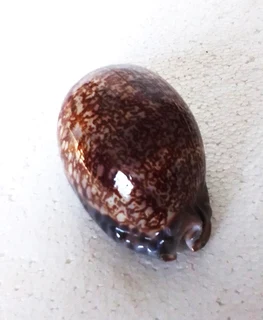 Polished Cypraea Arabica Immanis Cowrie Shell