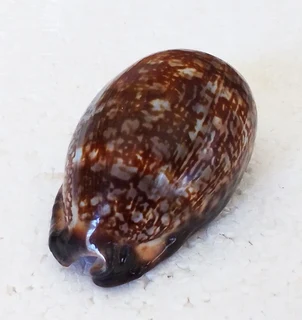 Polished Cypraea Arabica Immanis Cowrie Shell