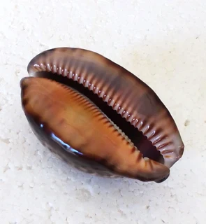 Polished Cypraea Arabica Immanis Cowrie Shell