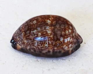 Polished Cypraea Arabica Immanis Cowrie Shell
