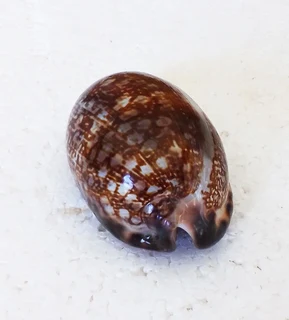 Polished Cypraea Arabica Immanis Cowrie Shell