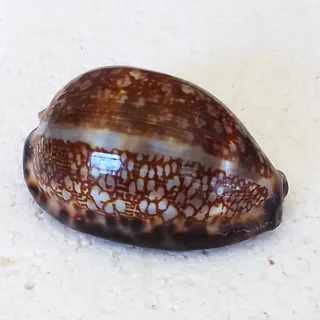 Polished Cypraea Arabica Immanis Cowrie Shell