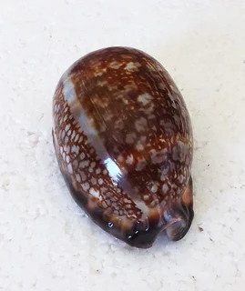 Polished Cypraea Arabica Immanis Cowrie Shell