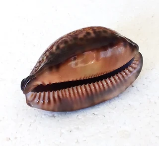 Polished Cypraea Arabica Immanis Cowrie Shell