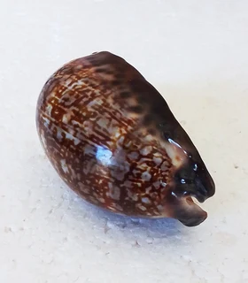Polished Cypraea Arabica Immanis Cowrie Shell