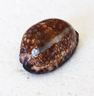 Polished Cypraea Arabica Immanis Cowrie Shell