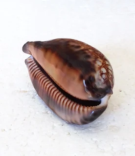 Polished Cypraea Arabica Immanis Cowrie Shell