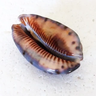 Polished Cypraea Arabica Immanis Cowrie Shell