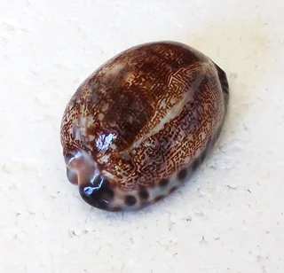 Polished Cypraea Arabica Immanis Cowrie Shell