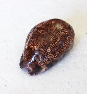 Polished Cypraea Arabica Immanis Cowrie Shell