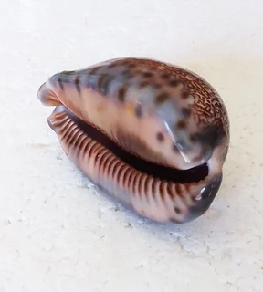 Polished Cypraea Arabica Immanis Cowrie Shell