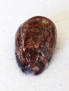 Polished Cypraea Arabica Immanis Cowrie Shell