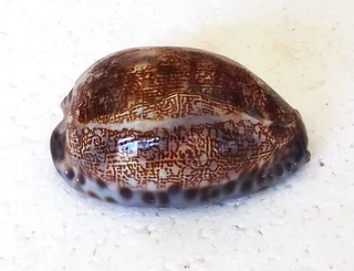 Polished Cypraea Arabica Immanis Cowrie Shell