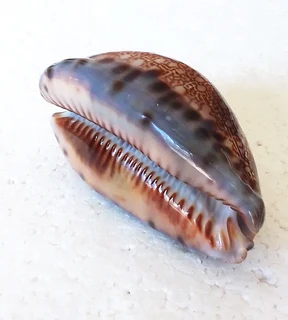 Polished Cypraea Arabica Immanis Cowrie Shell