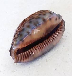 Polished Cypraea Arabica Immanis Cowrie Shell