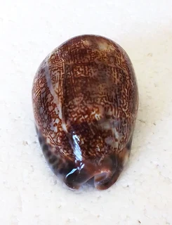 Polished Cypraea Arabica Immanis Cowrie Shell