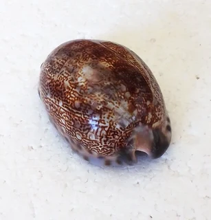 Polished Cypraea Arabica Immanis Cowrie Shell