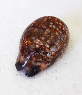 Polished Cypraea Arabica Immanis Cowrie Shell
