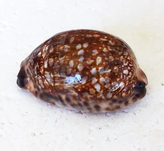 Polished Cypraea Arabica Immanis Cowrie Shell