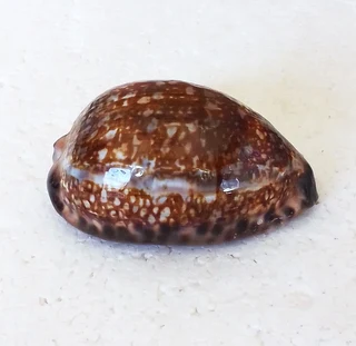 Polished Cypraea Arabica Immanis Cowrie Shell
