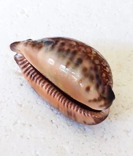 Polished Cypraea Arabica Immanis Cowrie Shell