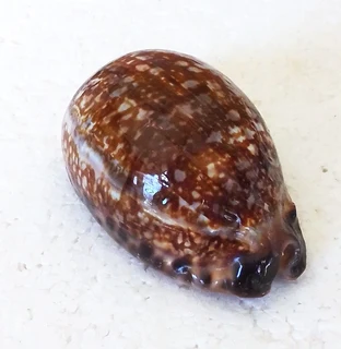 Polished Cypraea Arabica Immanis Cowrie Shell