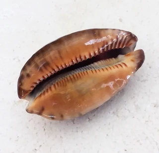 Polished Cypraea Arabica Immanis Cowrie Shell