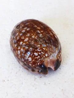 Polished Cypraea Arabica Immanis Cowrie Shell