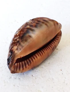 Polished Cypraea Arabica Immanis Cowrie Shell