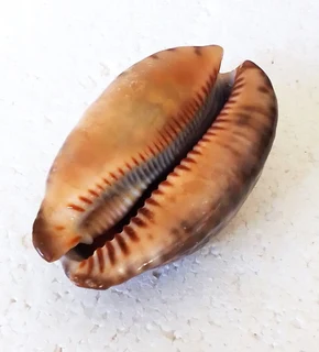 Polished Cypraea Arabica Immanis Cowrie Shell
