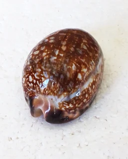 Polished Cypraea Arabica Immanis Cowrie Shell