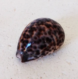 Polished Cypraea Tigris Linnaeus Cowrie Shell