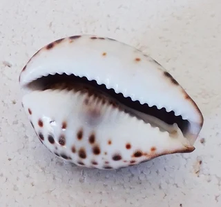 Polished Cypraea Tigris Linnaeus Cowrie Shell