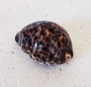 Polished Cypraea Tigris Linnaeus Cowrie Shell
