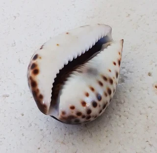 Polished Cypraea Tigris Linnaeus Cowrie Shell
