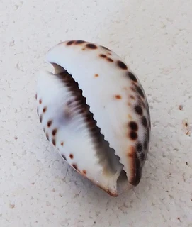 Polished Cypraea Tigris Linnaeus Cowrie Shell