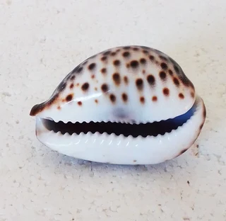 Polished Cypraea Tigris Linnaeus Cowrie Shell