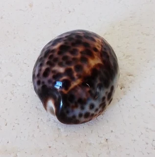 Polished Cypraea Tigris Linnaeus Cowrie Shell