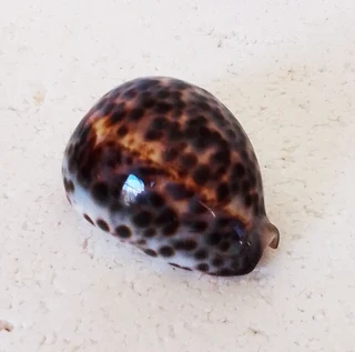 Polished Cypraea Tigris Linnaeus Cowrie Shell