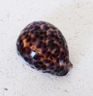 Polished Cypraea Tigris Linnaeus Cowrie Shell